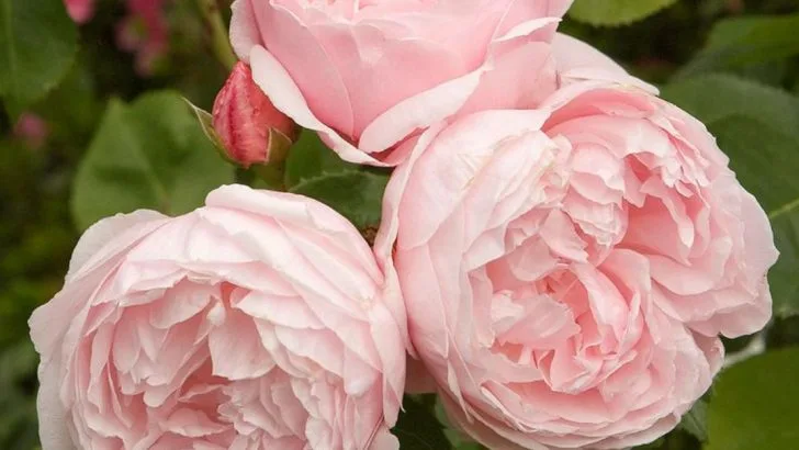 How to Make the Highest Quality Rose Water?