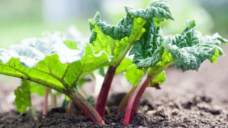 How to Split and Move Rhubarb Without Hurting Your Harvest
