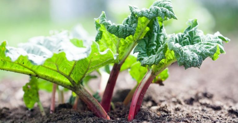 How to Split and Move Rhubarb Without Hurting Your Harvest