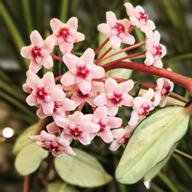 Hoya