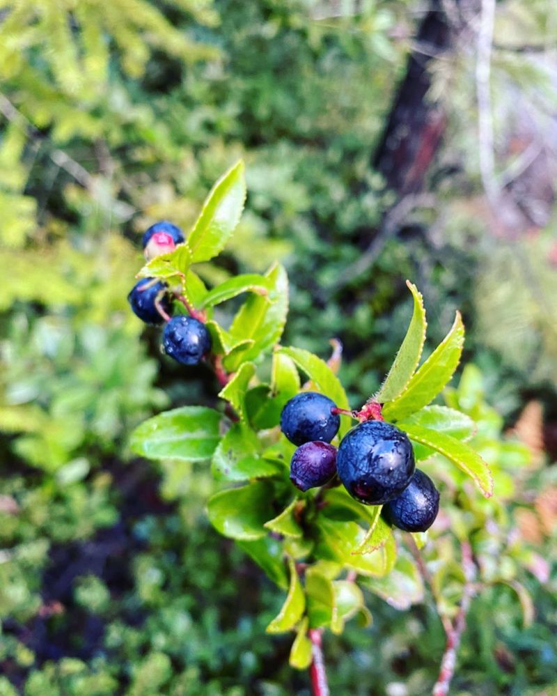 Huckleberries