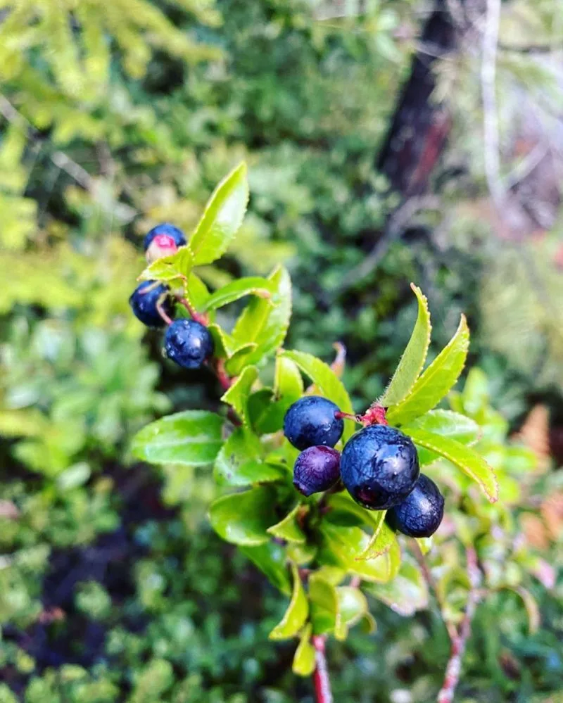 Huckleberries