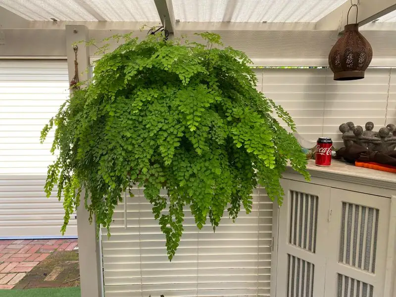 Quiet Fern Delight