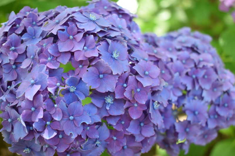 Humble Hydrangeas