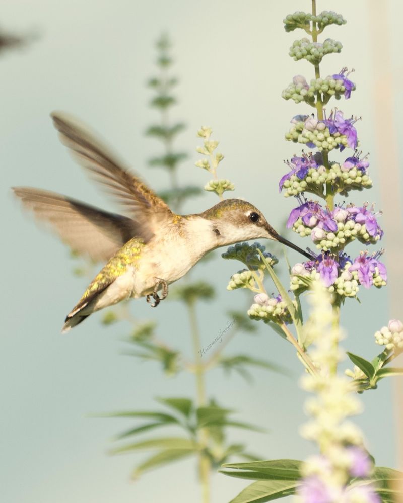 Hummingbirds and Trumpet Vine