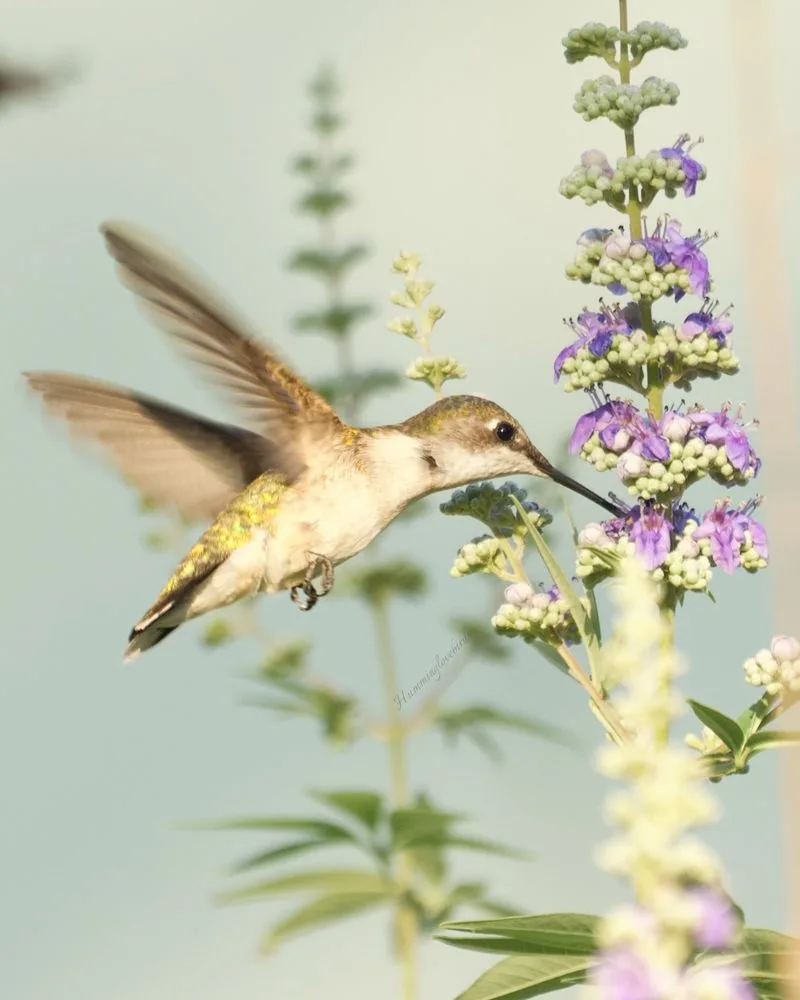 Hummingbirds and Trumpet Vine