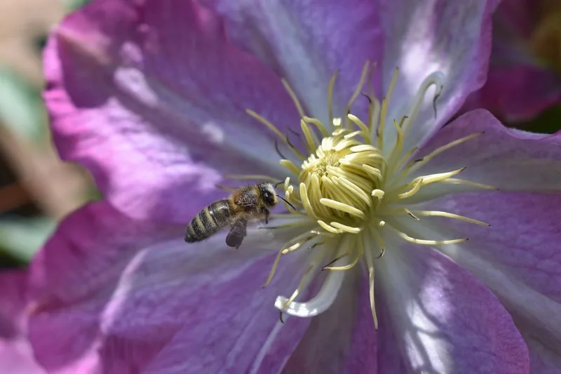 Clematis