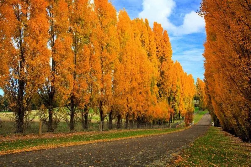 Hybrid Poplar