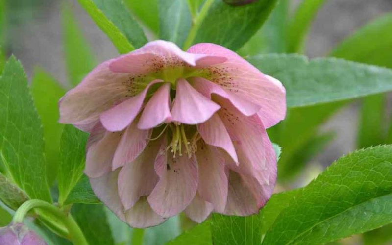 Hellebore