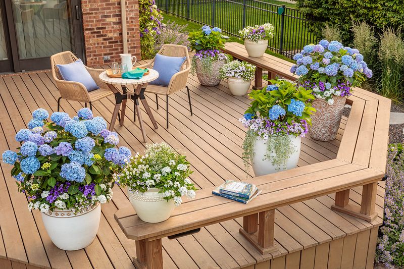 Hydrangea