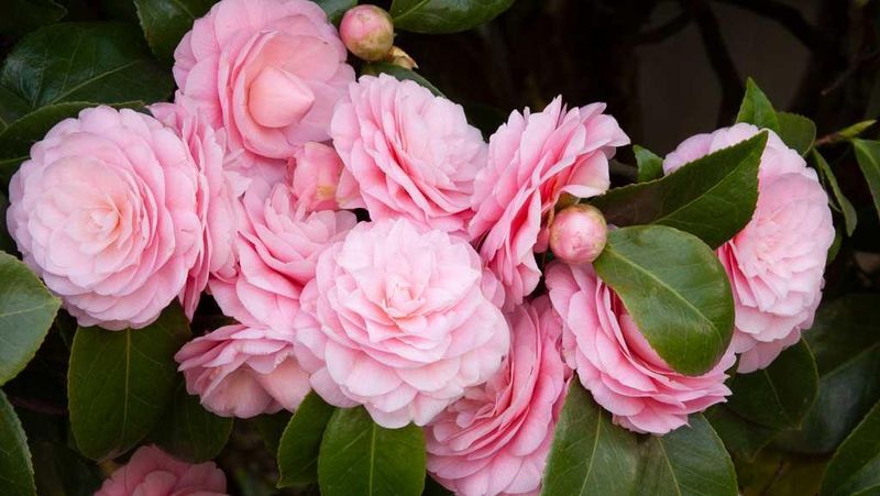 Camellia