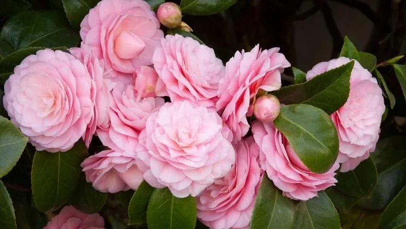 Camellia
