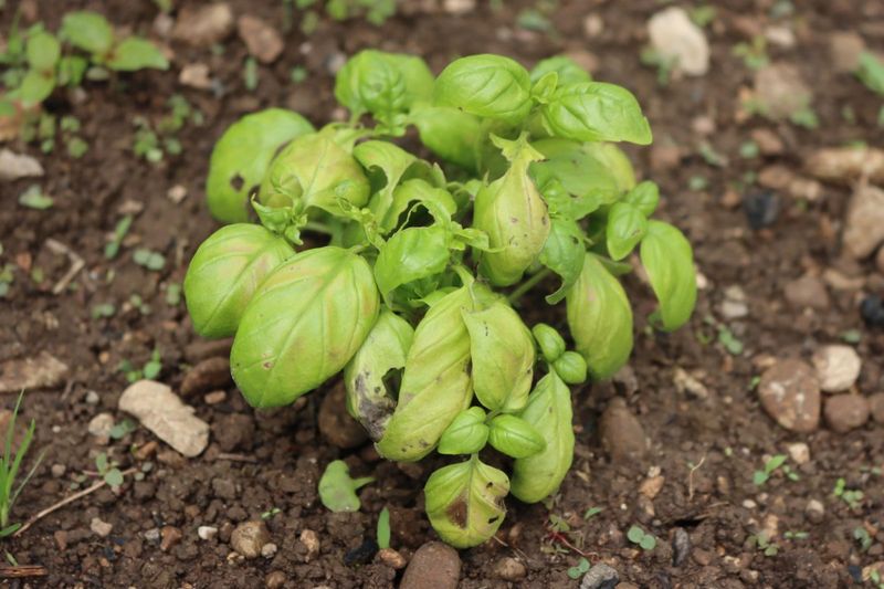 Basil