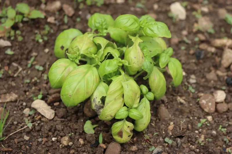 Basil