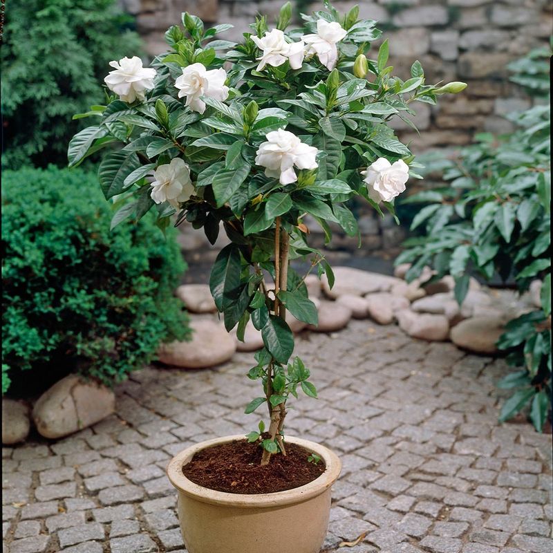 Gardenia
