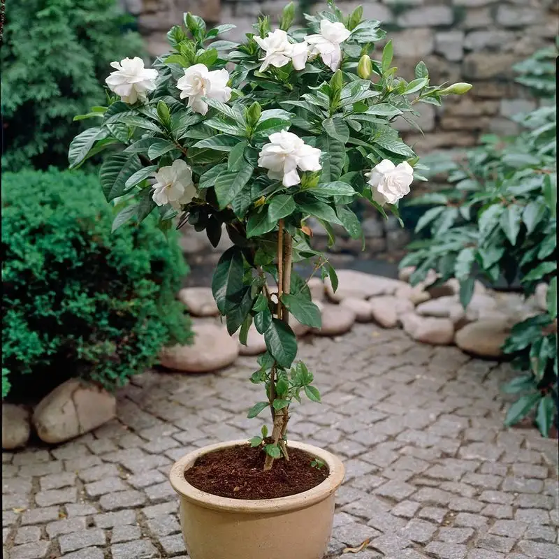 Gardenia