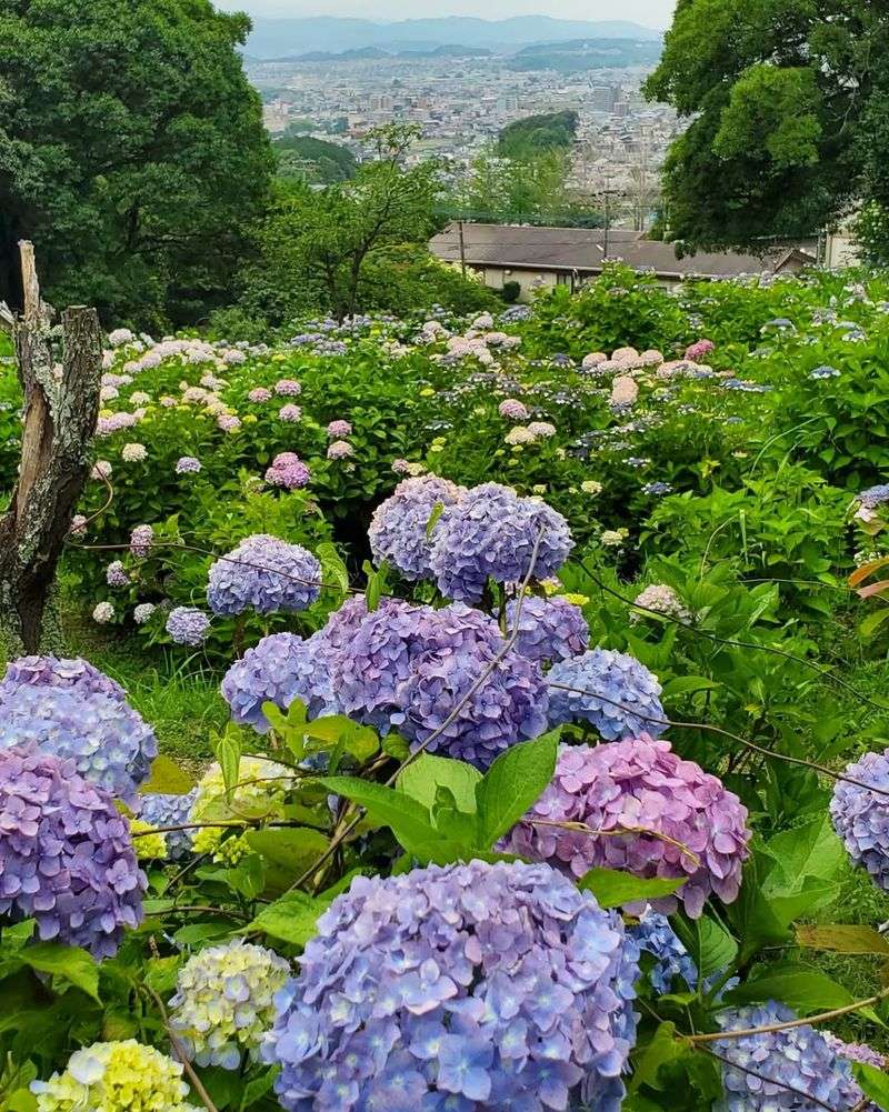 Hydrangea's Seasonal Clock