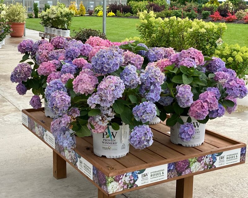 Hydrangea's Water Dance