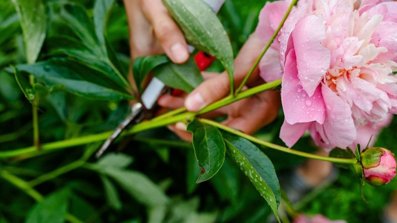 Peonies