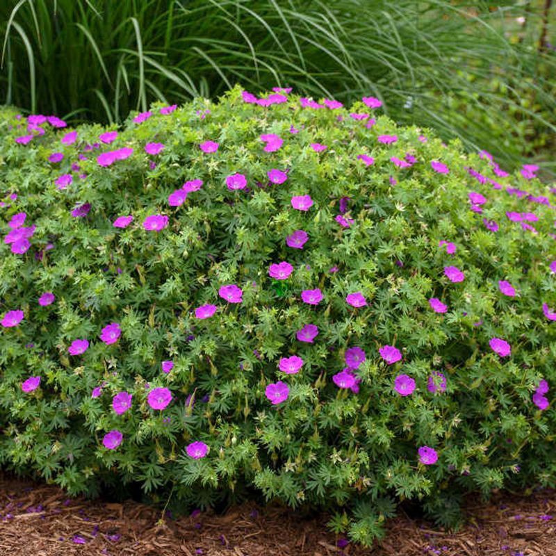 Perennial Geranium