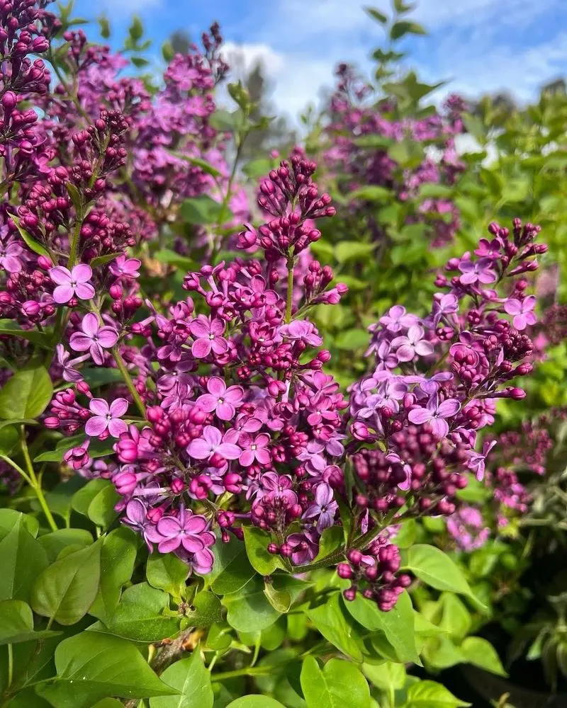 Lilac