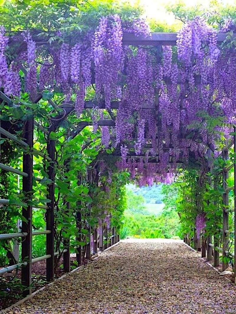 Wisteria