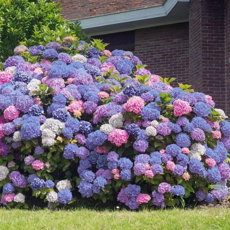Hydrangea Bushes