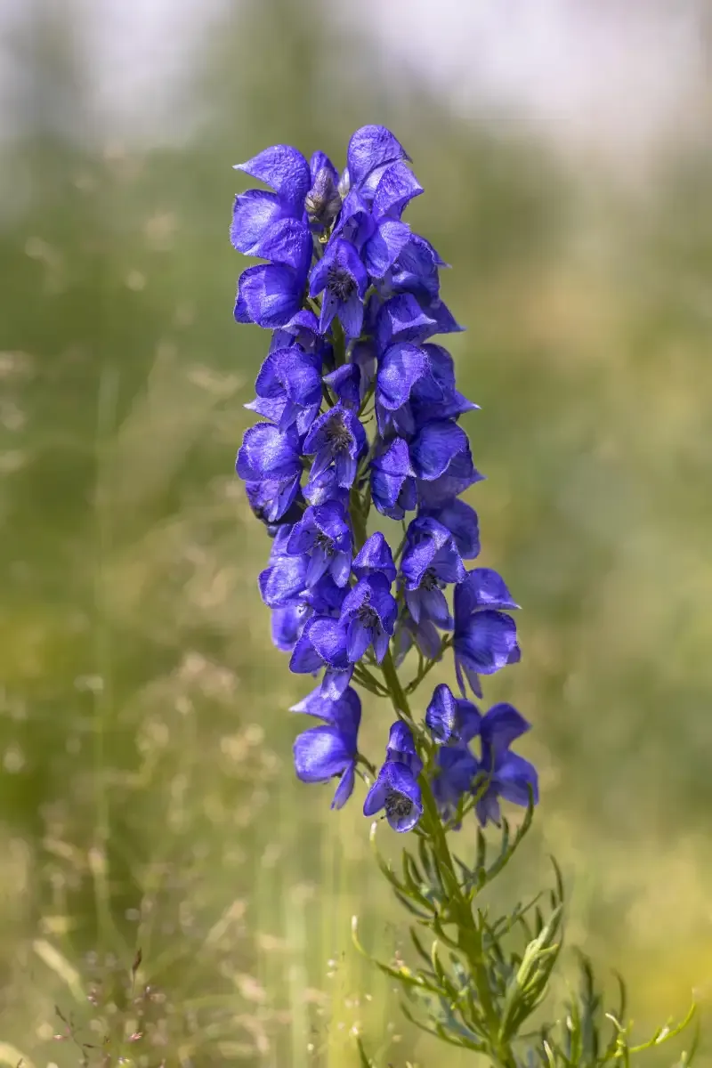 Monkshood
