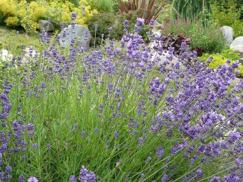 Lavender