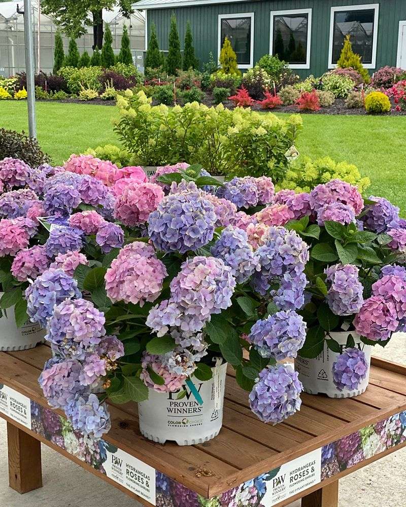 Hydrangeas