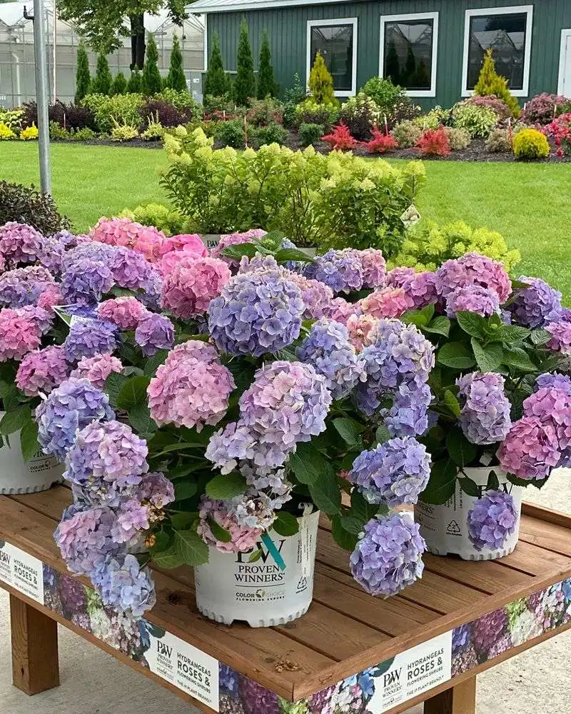 Hydrangeas
