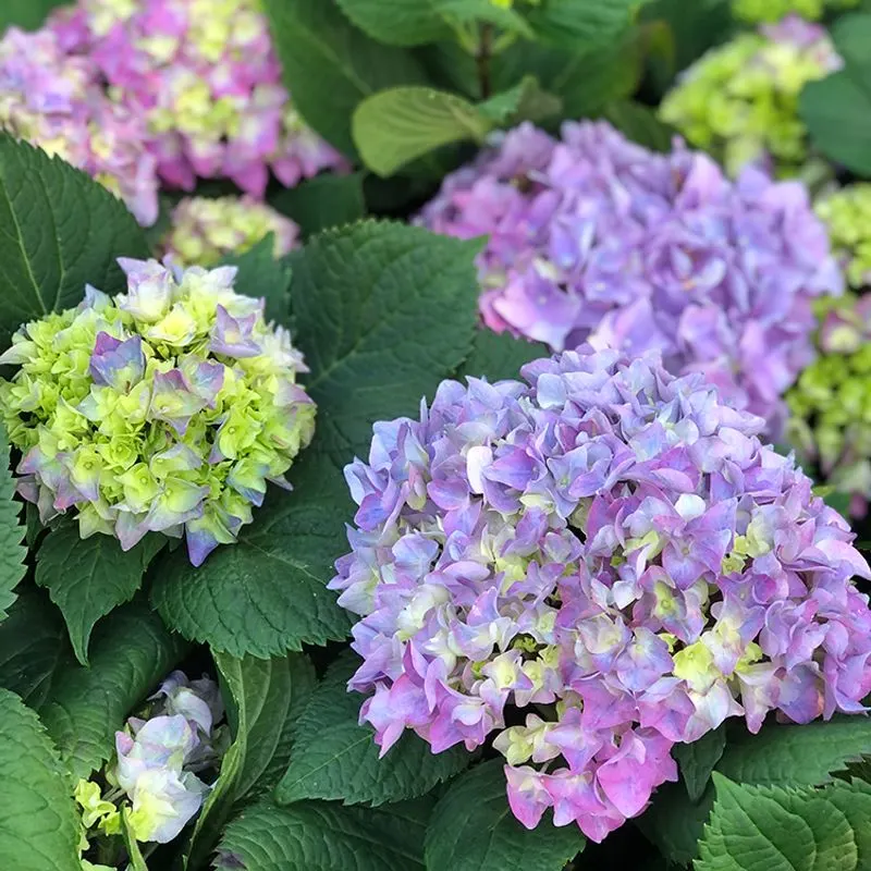 Hydrangeas