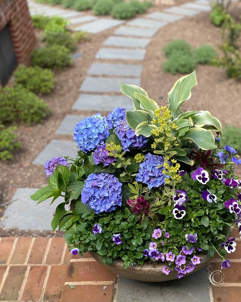 Hydrangeas