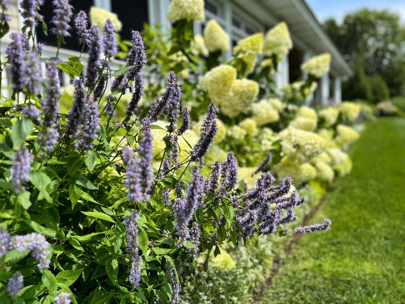 Hyssop
