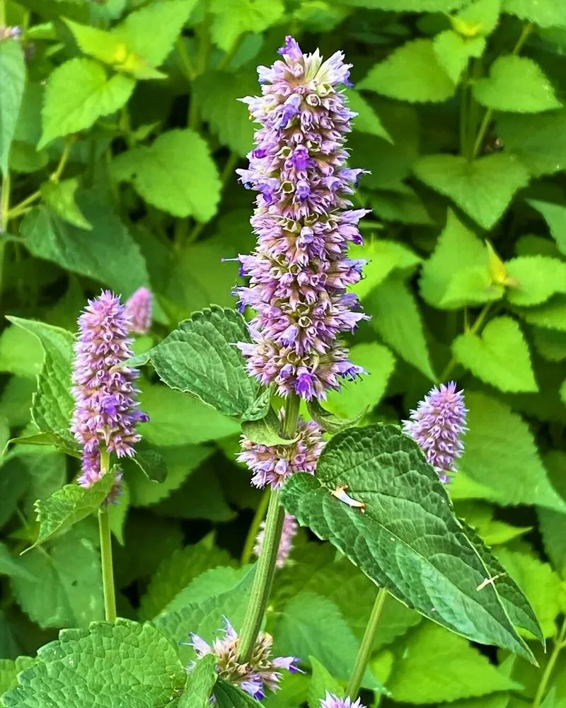 Hyssop