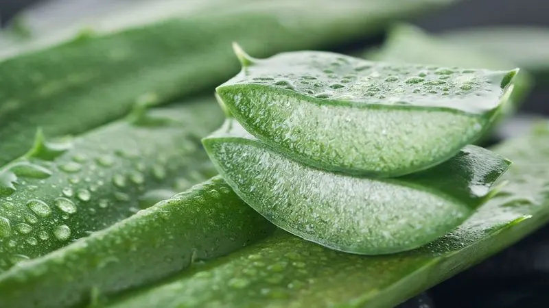 Aloe