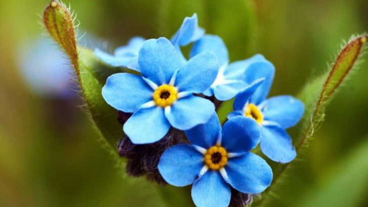 I Tested 16 ‘Self-Sowing’ Flowers—Only 10 Actually Came Back Without Help