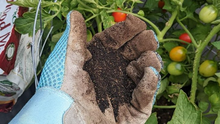 I Tried 15 Organic Fertilizers—Here’s Which Made Plants Explode With Growth
