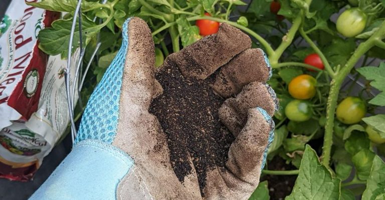 I Tried 15 Organic Fertilizers—Here’s Which Made Plants Explode With Growth