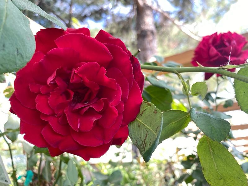 Don Juan Rose