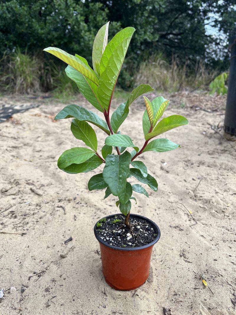 Planting Techniques