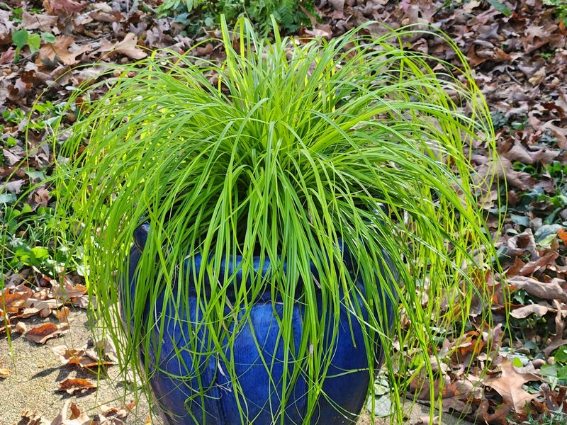 Ideal Planting Conditions