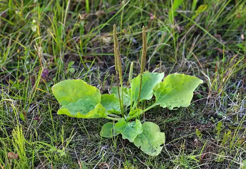 Identification