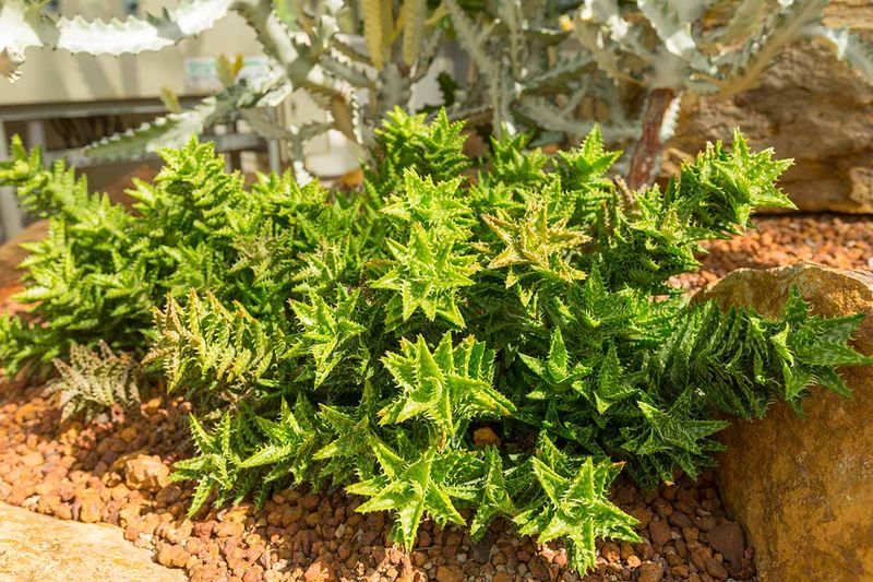 Pruning and Maintenance