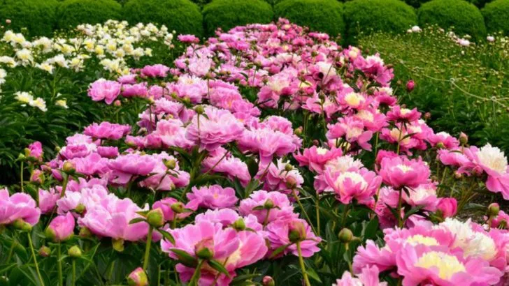 If Orchids Make Your Heart Skip a Beat, These 18 Elegant Bloomers Will Too