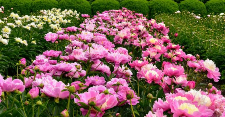 If Orchids Make Your Heart Skip a Beat, These 18 Elegant Bloomers Will Too