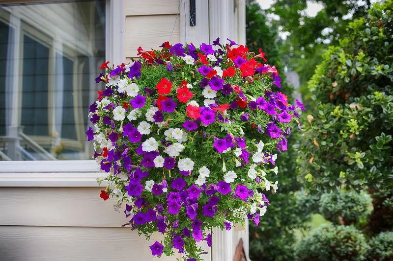 Petunias