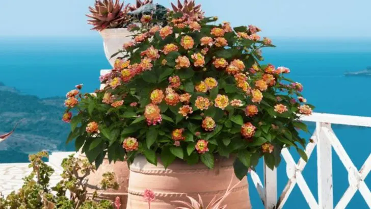 If You Like Geraniums on the Balcony, You’ll Want These 15 Colorful Bloomers Too