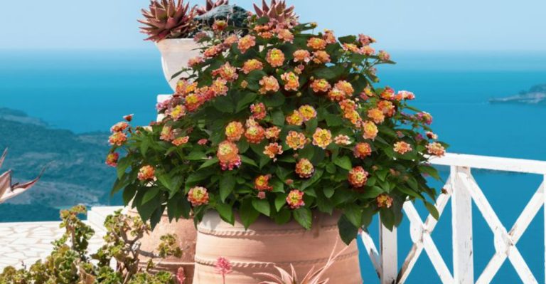 If You Like Geraniums on the Balcony, You’ll Want These 15 Colorful Bloomers Too