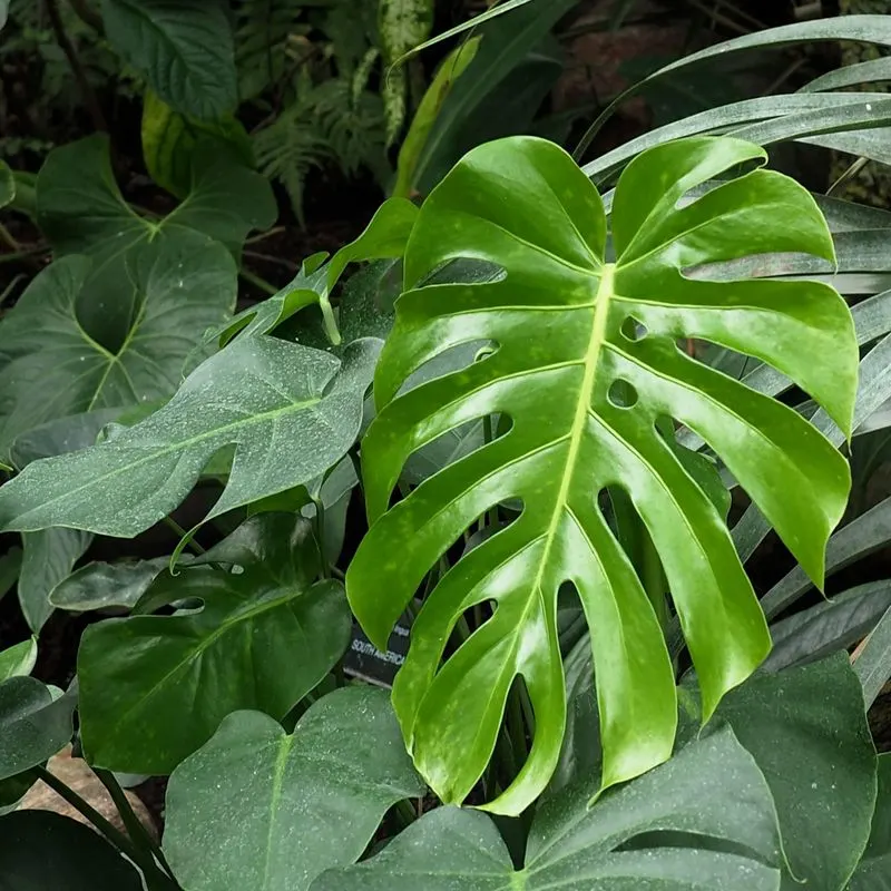 Monstera Deliciosa